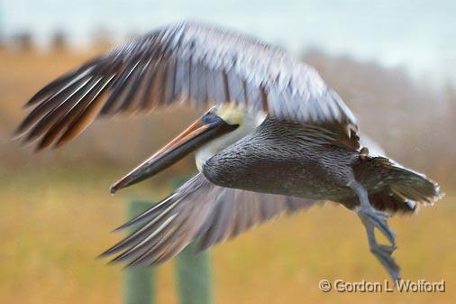 Pelican Taking Wing_31335.jpg - Brown Pelican (Pelecanus occidentalis) photographed along the Gulf coast near Port Lavaca, Texas, USA.